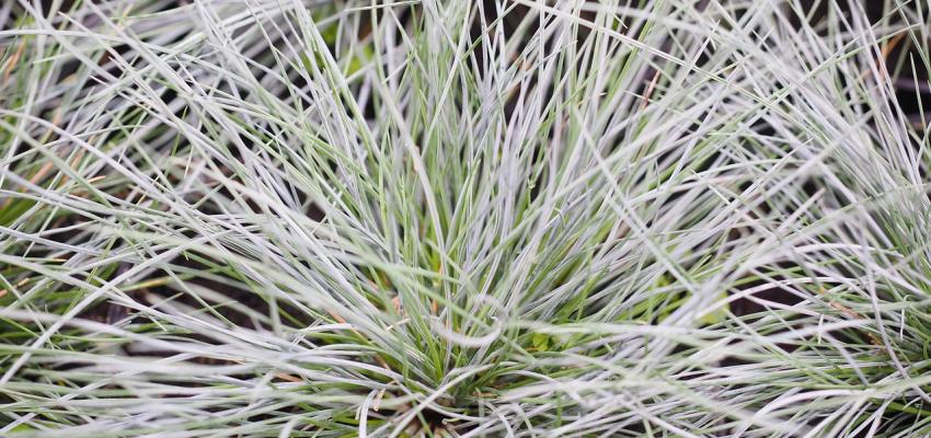 Blue Fescue