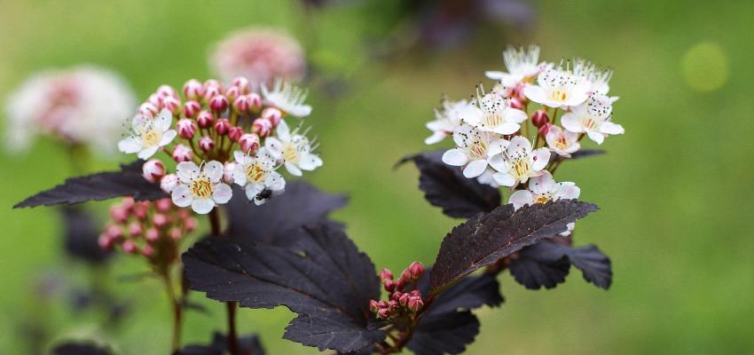 Ninebark
