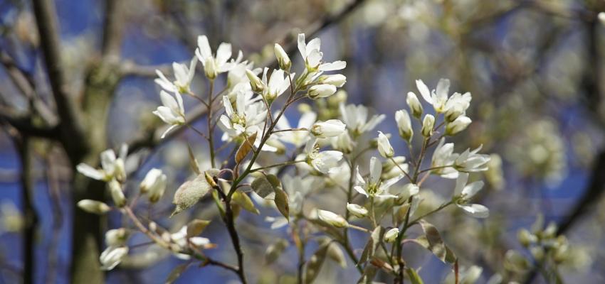 Serviceberry