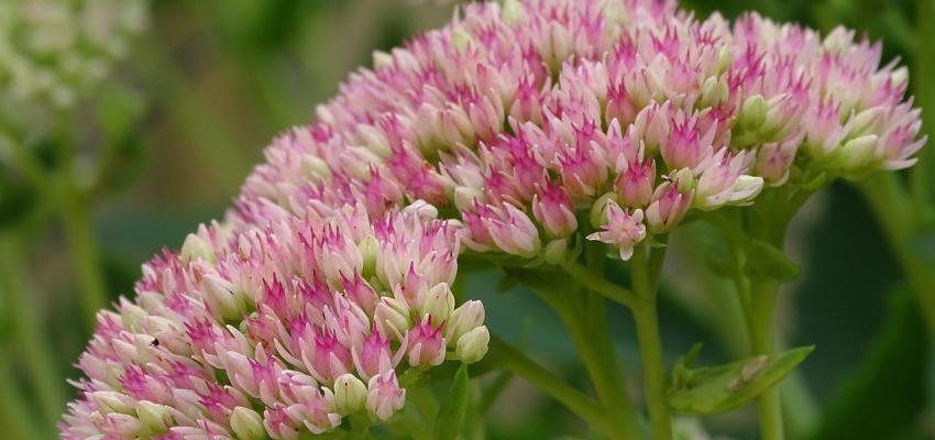 Autumn Joy Sedum