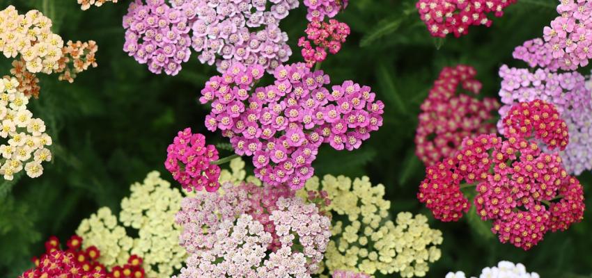 Yarrow