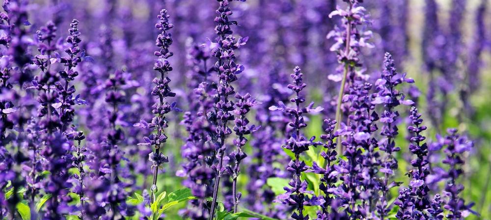 bright purple lavender in field