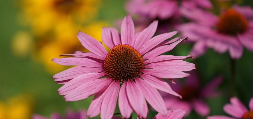 Purple Coneflower