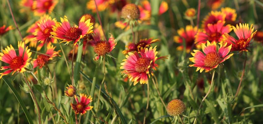 Blanket Flower