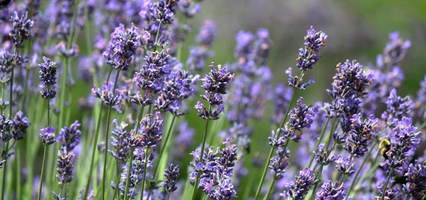Lavender