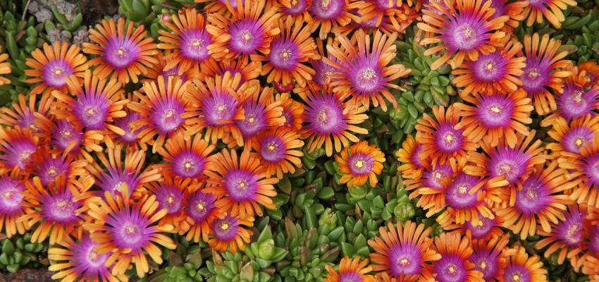 Ice Plant