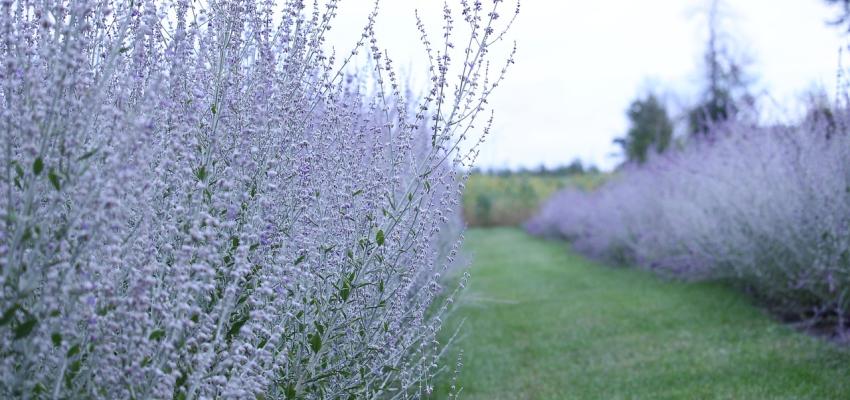 Russian Sage